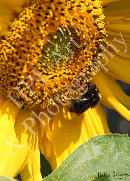 Bumblebee Shadow